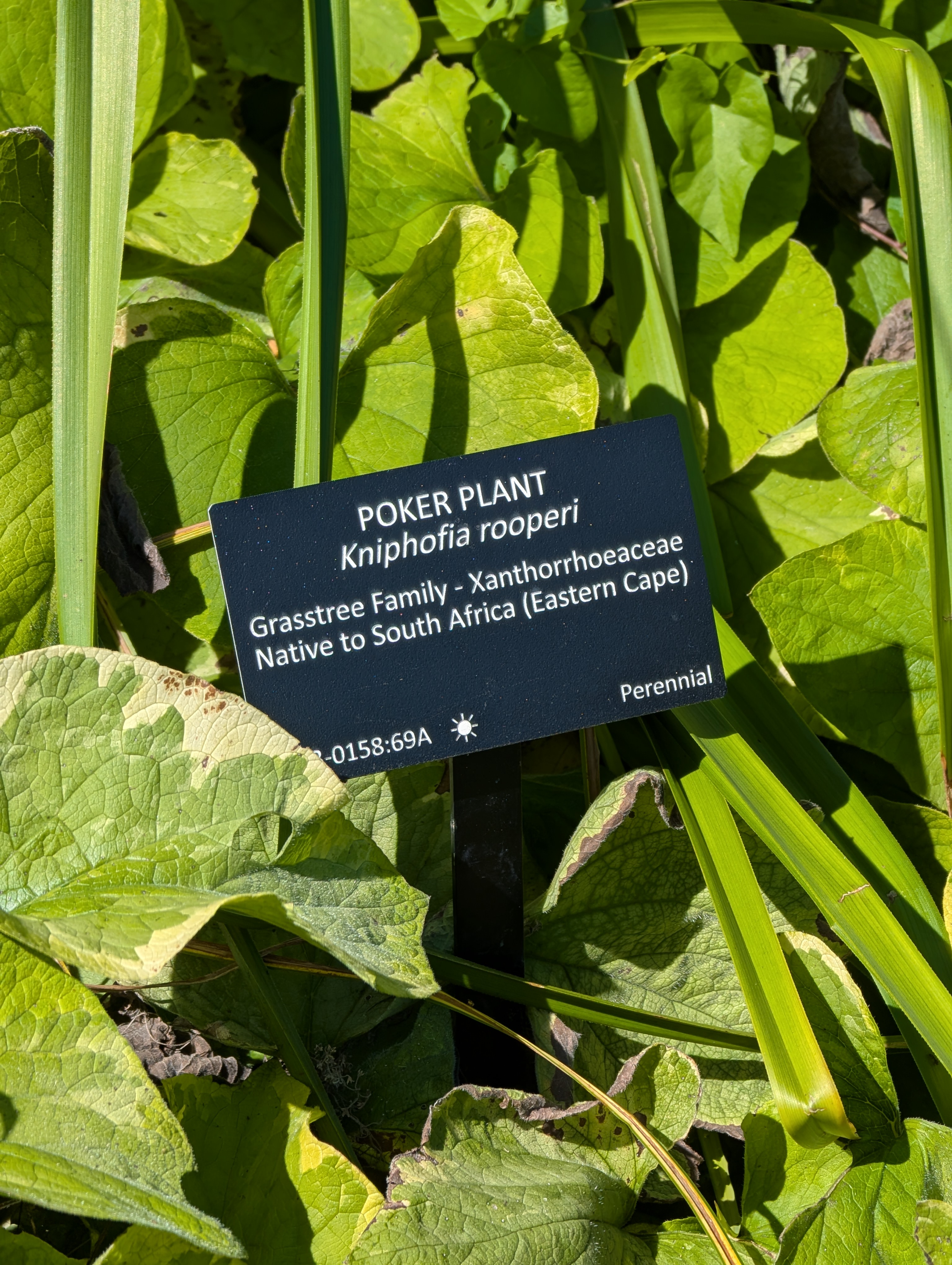 PXL_20250822_190256517.MP.jpg